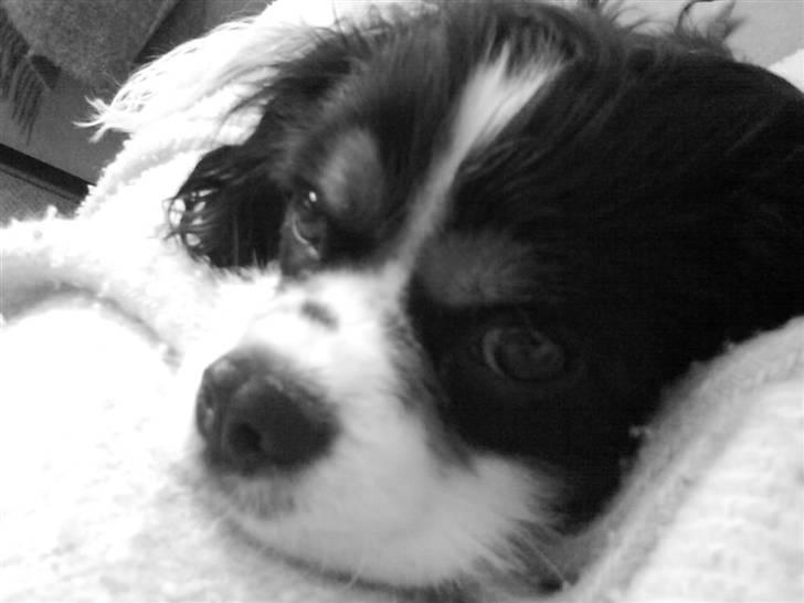 Cavalier king charles spaniel Boffi billede 12