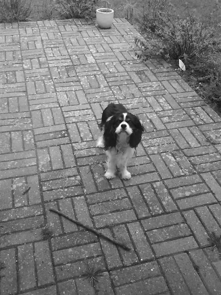 Cavalier king charles spaniel Boffi billede 13