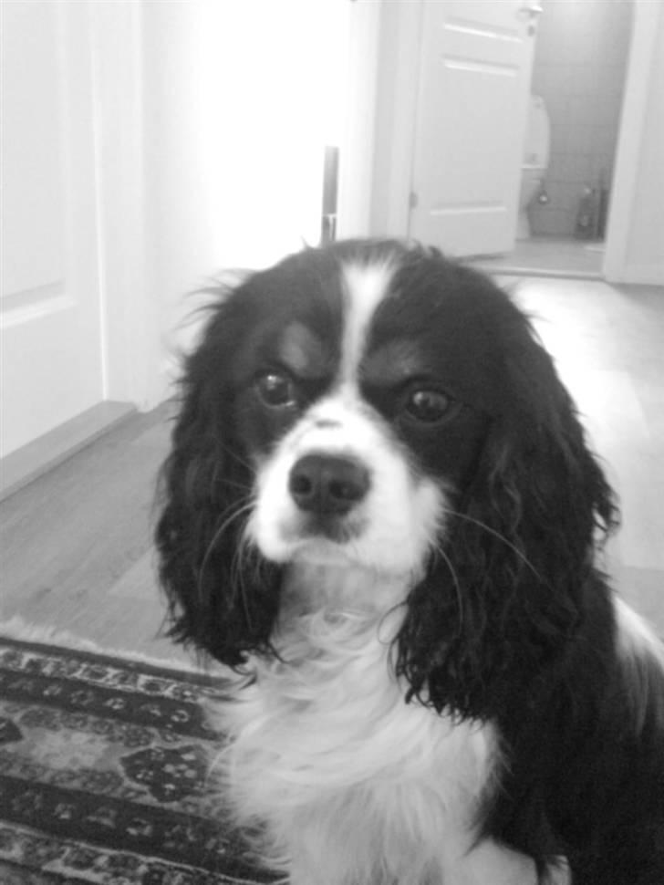 Cavalier king charles spaniel Boffi billede 14