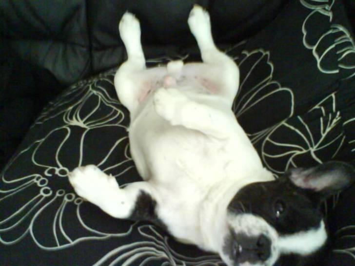 Fransk bulldog Charlie - Grumpy - Så ligger man godt..... billede 10