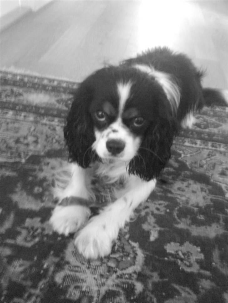 Cavalier king charles spaniel Boffi - boffi billede 15