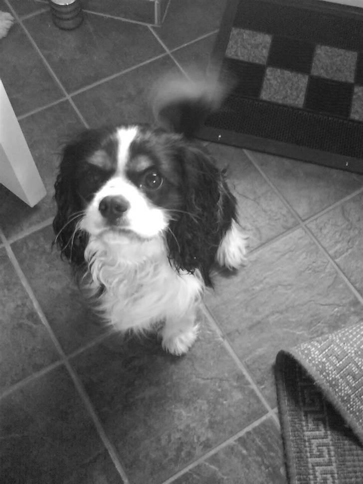 Cavalier king charles spaniel Boffi billede 16