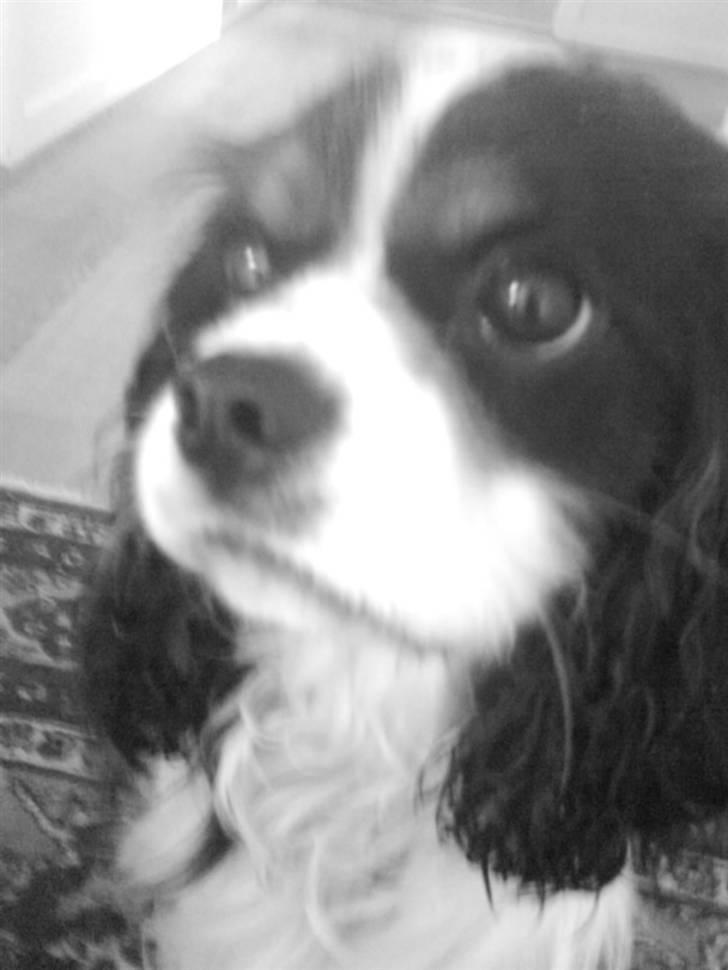 Cavalier king charles spaniel Boffi billede 17