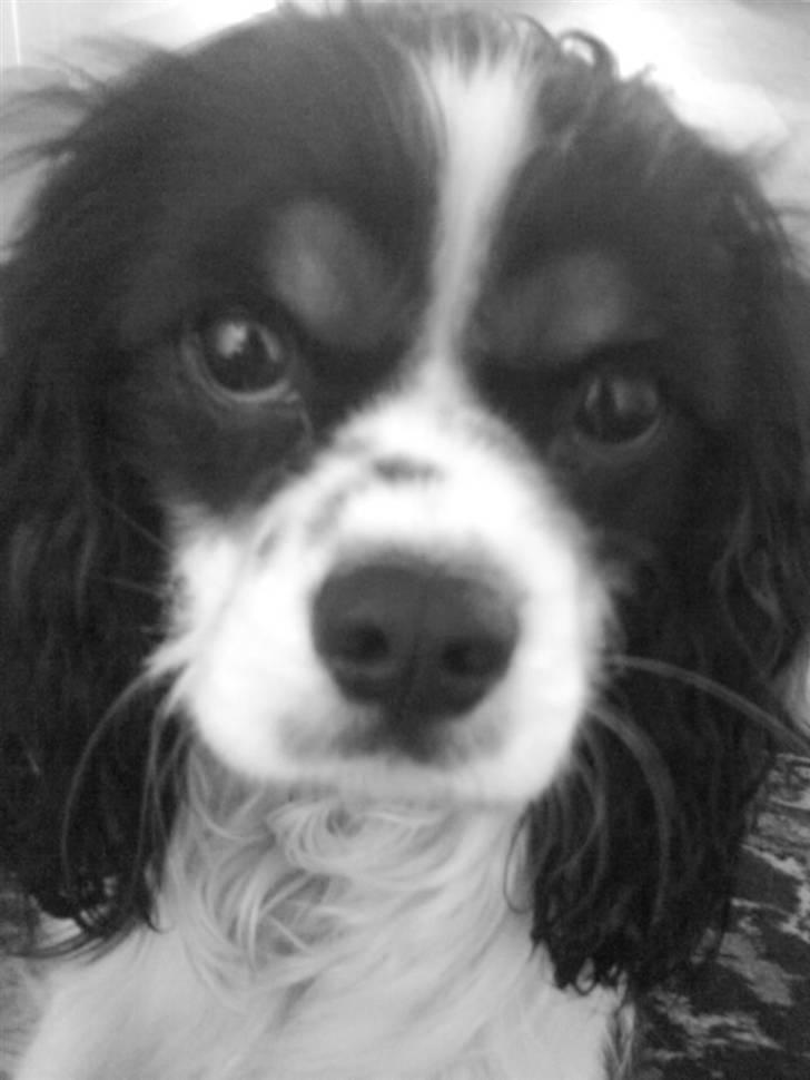 Cavalier king charles spaniel Boffi billede 18