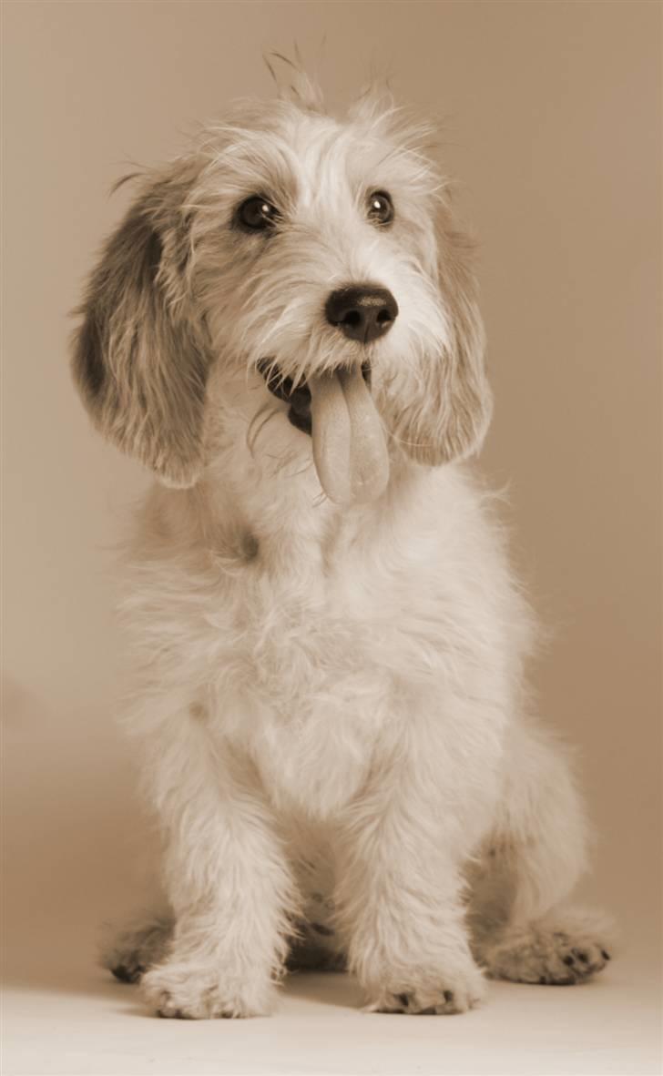 Petit basset griffon wendéen Dagmar - ja, er jeg ikke bare dejlig billede 3