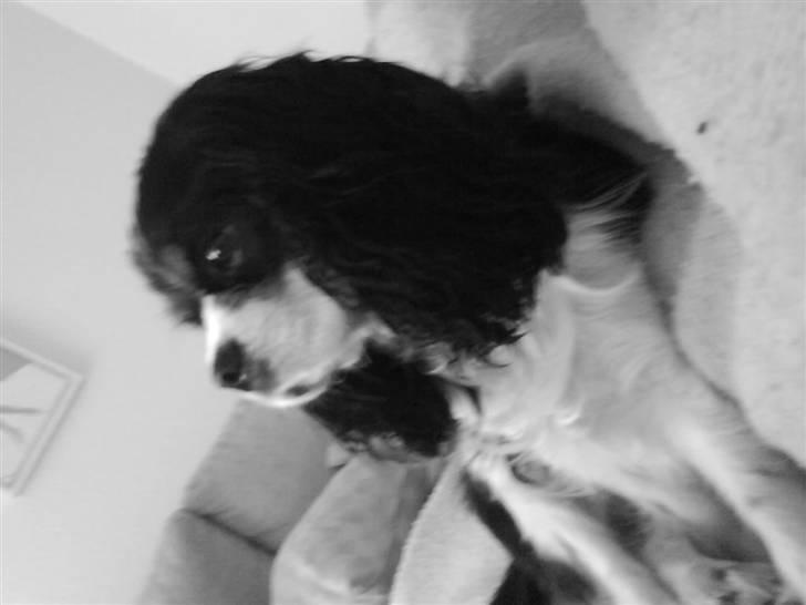 Cavalier king charles spaniel Boffi billede 19