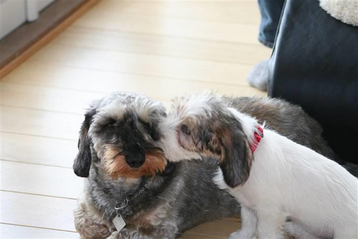 Petit basset griffon wendéen Dagmar - Åh Pedro jeg elsker dig! billede 4