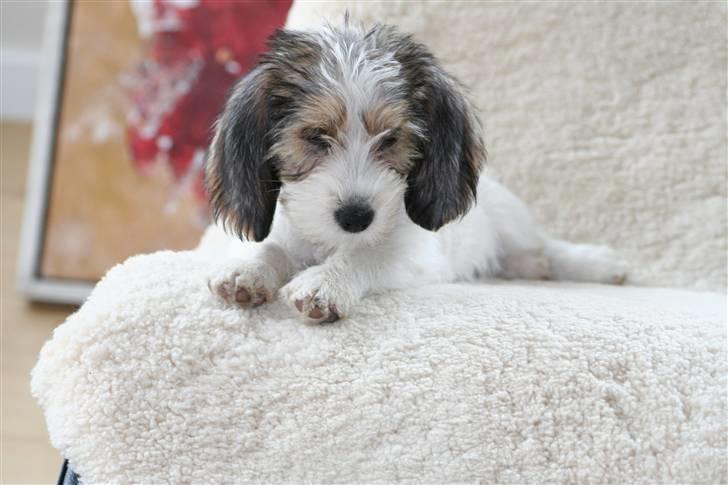 Petit basset griffon wendéen Dagmar - Jeg holder øje med dig! billede 5