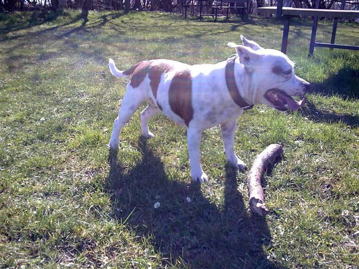 Staffordshire bull terrier Freja (Liza Kabri) billede 12