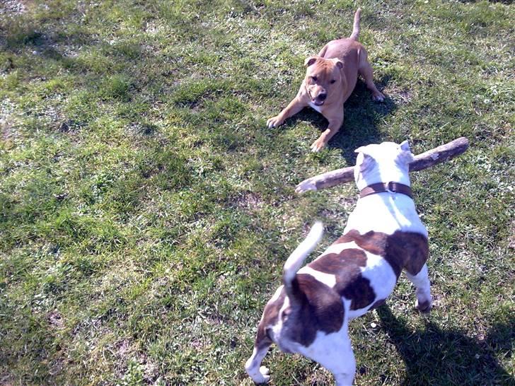 Staffordshire bull terrier Freja (Liza Kabri) billede 13