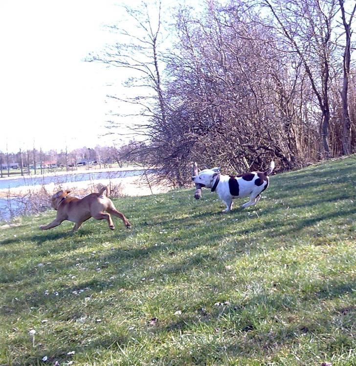 Staffordshire bull terrier Freja (Liza Kabri) billede 14