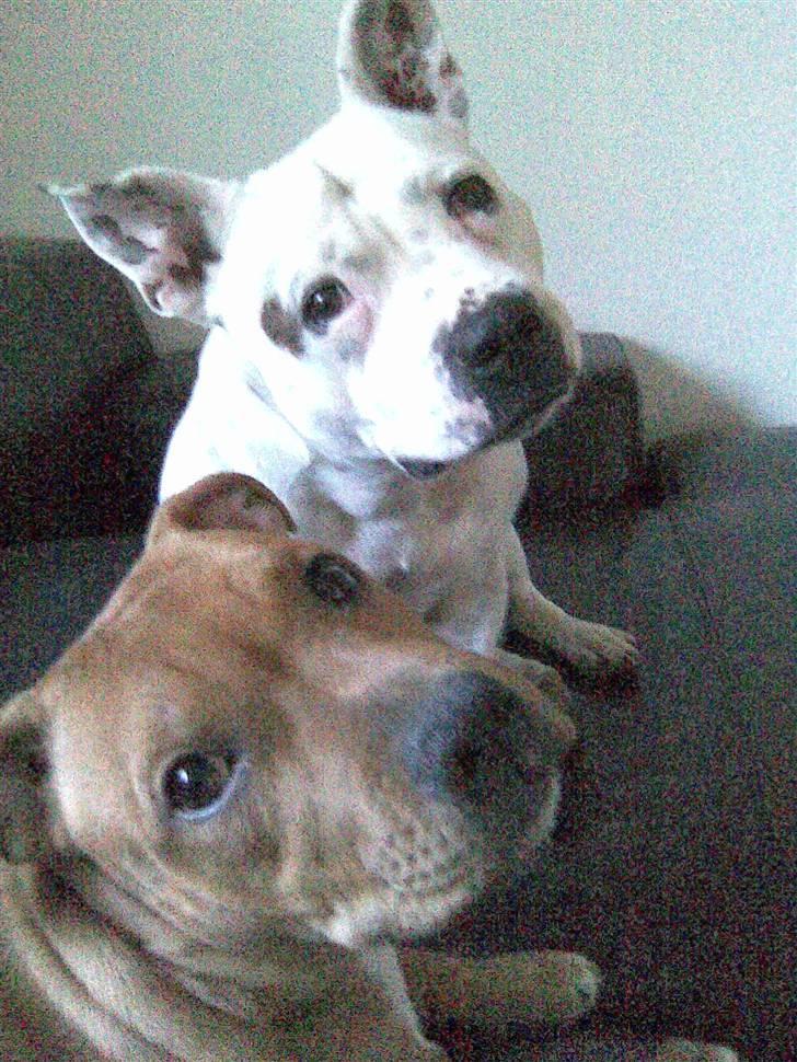 Staffordshire bull terrier Freja (Liza Kabri) billede 15