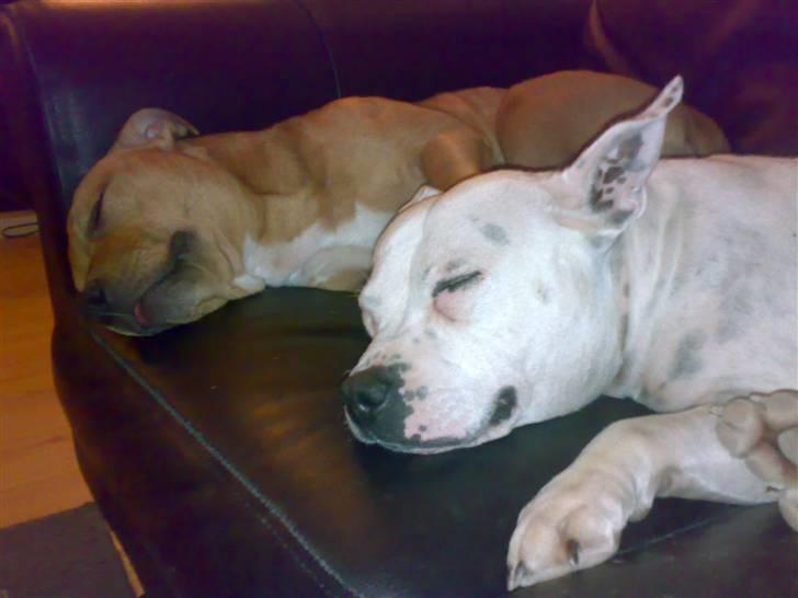 Staffordshire bull terrier Freja (Liza Kabri) billede 16