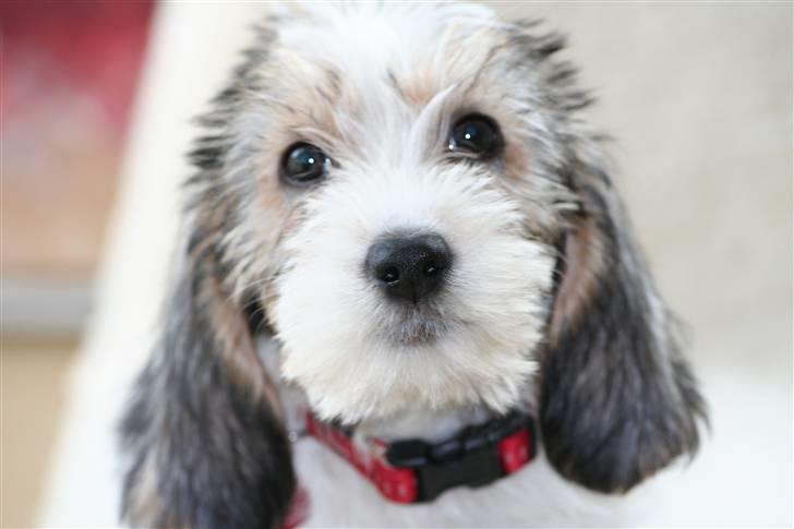 Petit basset griffon wendéen Dagmar - Yndig er hun jo billede 6