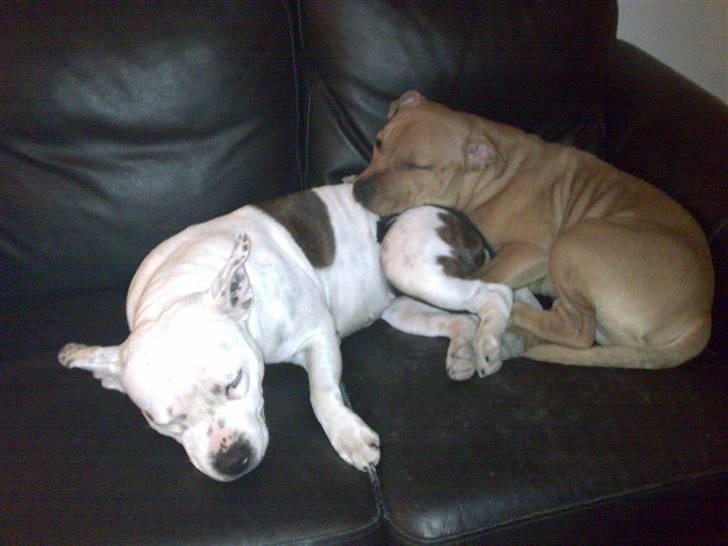 Staffordshire bull terrier Freja (Liza Kabri) billede 17