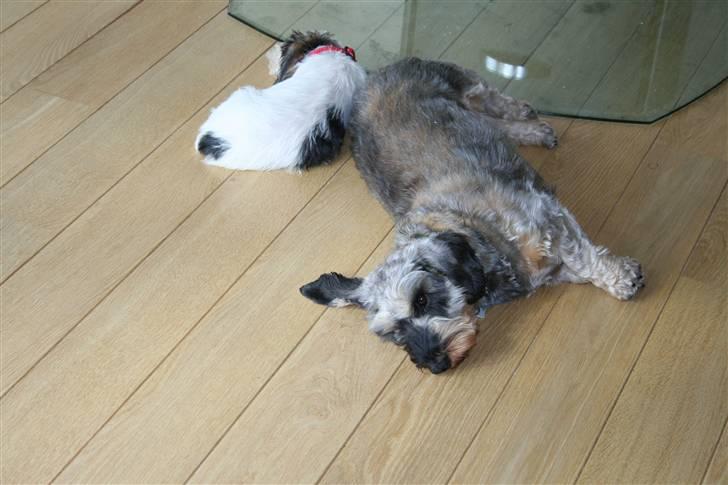 Gravhund Pedro billede 12