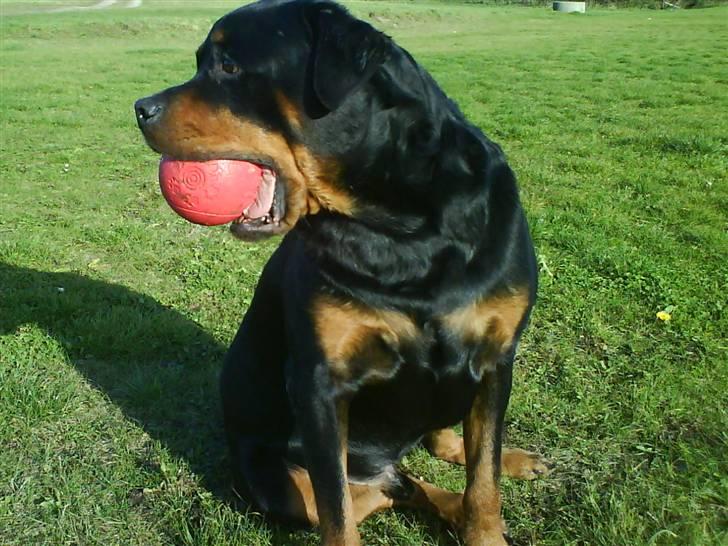 Rottweiler Whiskey - Den passer lige ind i min mund :O) billede 6