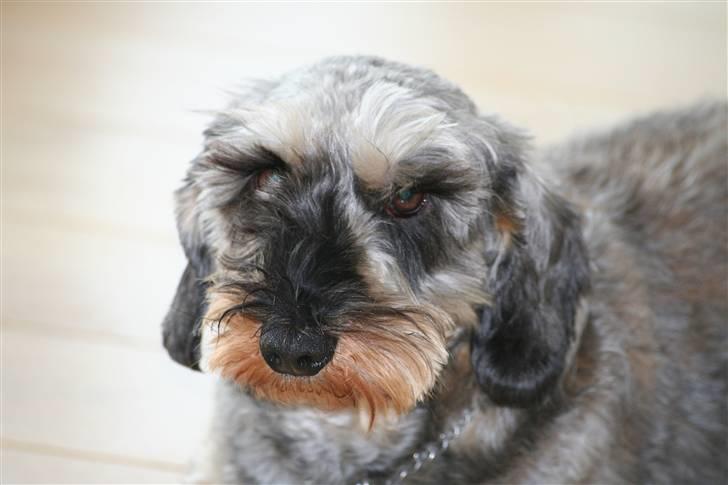 Gravhund Pedro - smukke Pedro billede 13