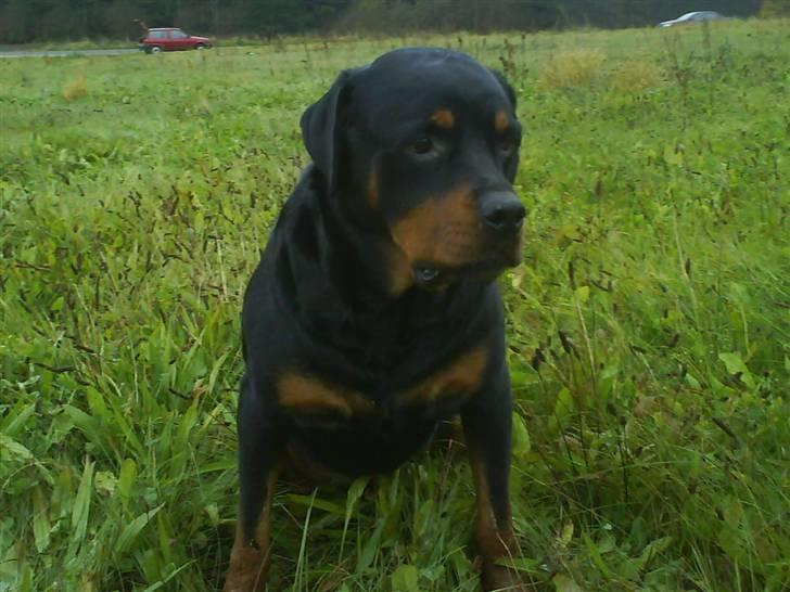 Rottweiler Whiskey billede 7