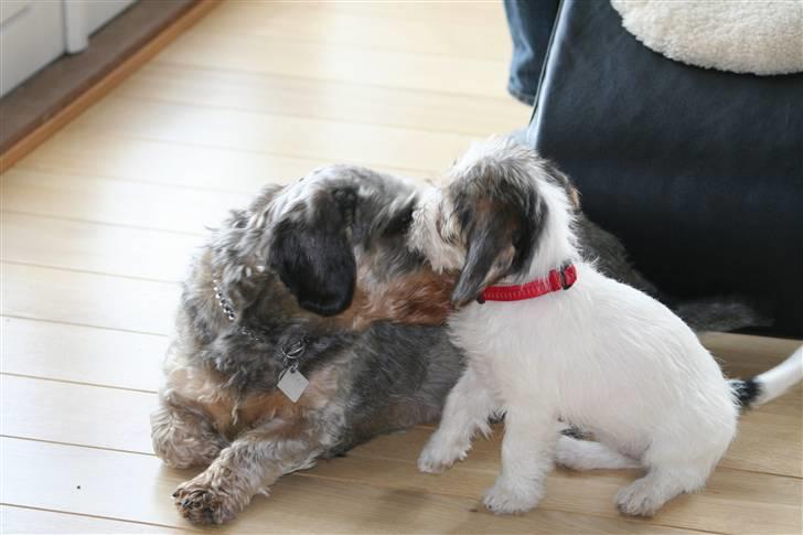 Gravhund Pedro - hun er da meget sød billede 14