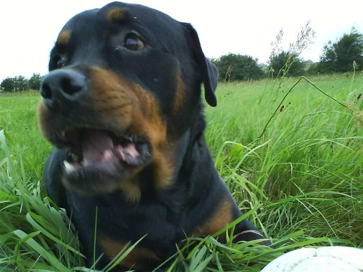 Rottweiler Whiskey - Mig.......skabet......aldrig :O) billede 8