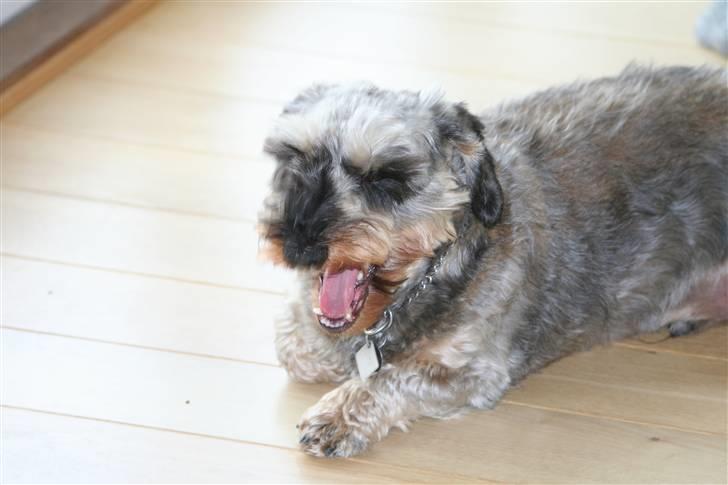 Gravhund Pedro - man bliver hurtigt træt, med en hvalp i huset billede 15