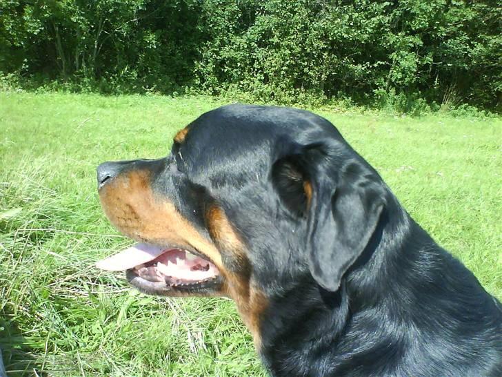 Rottweiler Whiskey - Så smuk en dreng billede 9