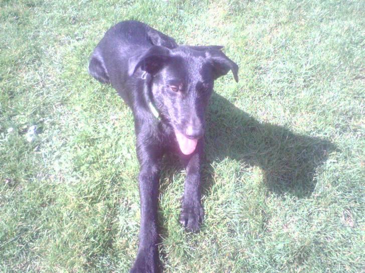 Blanding af racer Lucky - Her er jeg så, tager lige en slapper på plænen billede 1