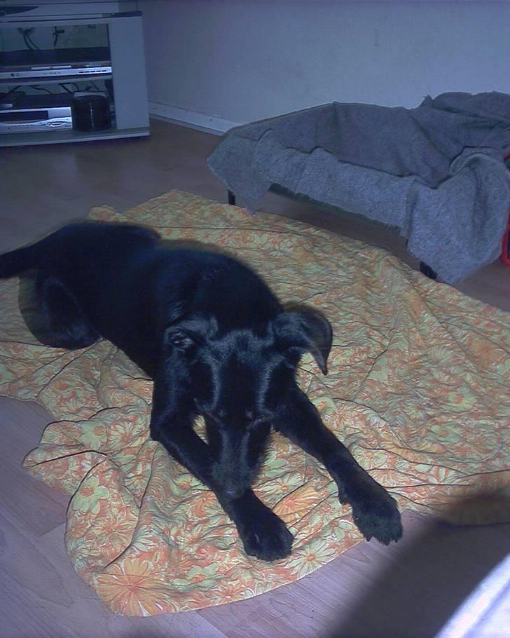 Blanding af racer Lucky - Puha man bliver træt efter en omgang leg billede 2