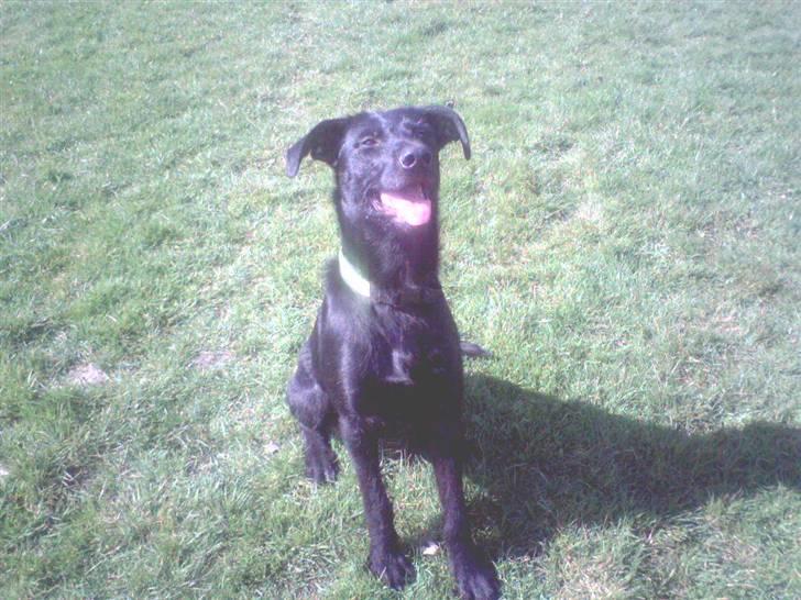 Blanding af racer Lucky - Ja nu sidder jeg fint tag nu bare det billed billede 3