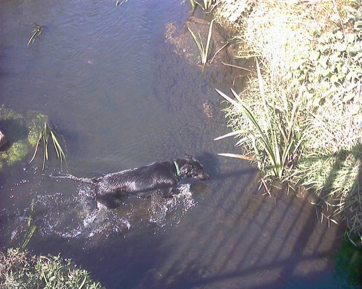 Blanding af racer Lucky - Åen er dejlg at have lige uden for døren når man er en vandhund som mig billede 4