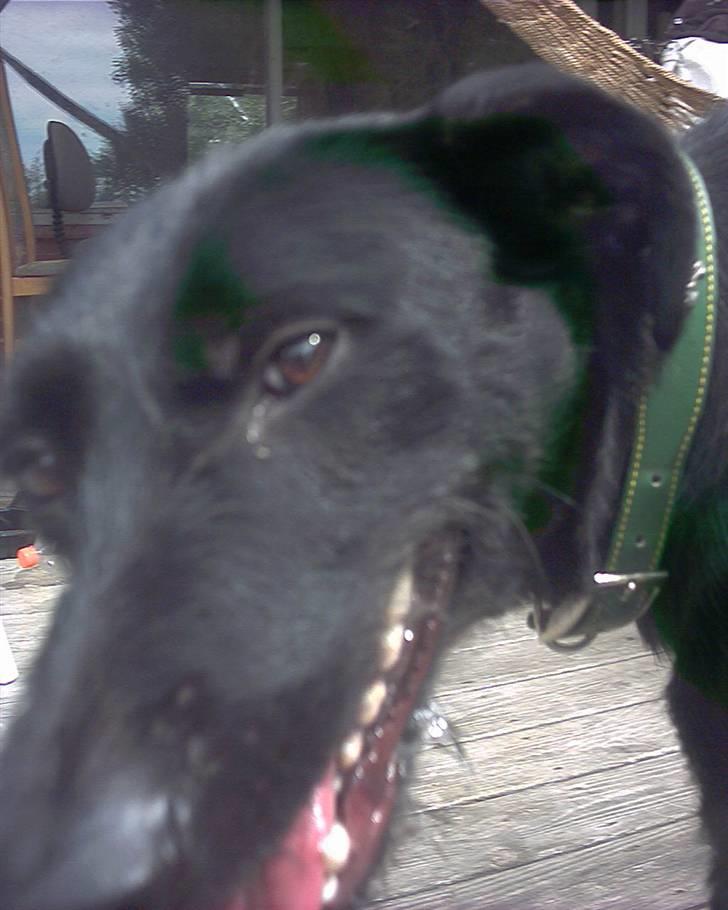 Blanding af racer Lucky - Se mine smukke øjne, her er ingen ondskab i dem billede 5