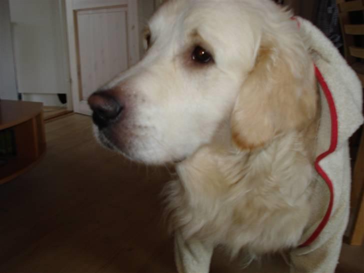 Golden retriever Charlie - Charlie fra morgen af 8D billede 3