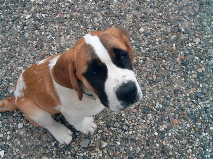 Sankt bernhardshund Thorsen (bie`s zaco) - på det her billede er jeg ikke ret gammel. er jeg ikke bare kær billede 2
