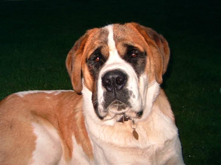 Sankt bernhardshund Thorsen (bie`s zaco) - ja undskyld men sanne ville absolut tage et billede  billede 3