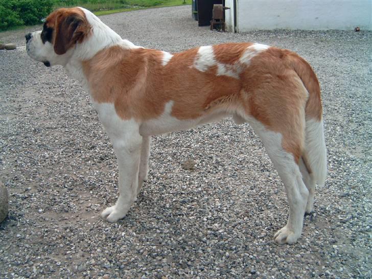 Sankt bernhardshund Thorsen (bie`s zaco) - jaa jeg kan godt stå pænt når det nu skal være billede 4