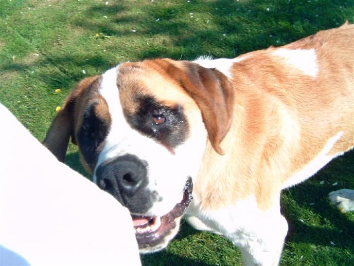 Sankt bernhardshund Thorsen (bie`s zaco) - love you thorsen du er sq for cute ja jeg elsker at lege billede 5