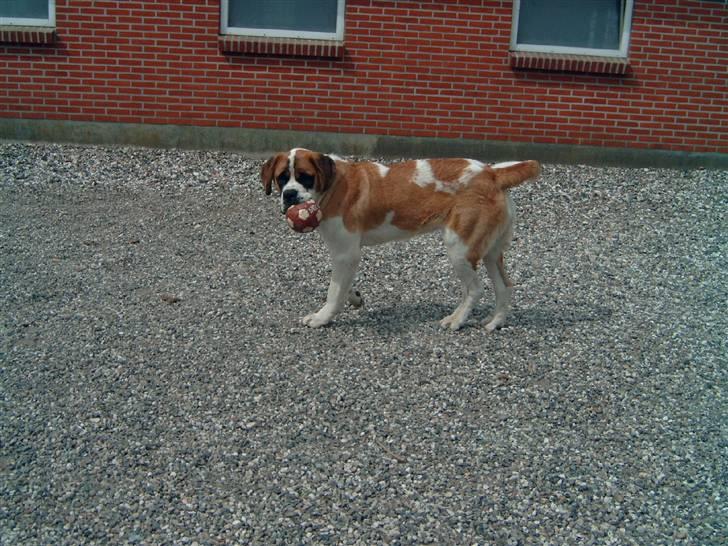 Sankt bernhardshund Thorsen (bie`s zaco) - jeg eelsker min bold. men jeg kan ikke finde den snøft snøft billede 6