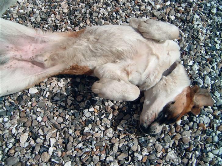Sankt bernhardshund Thorsen (bie`s zaco) - jaa lidt sol på maven er altid godt.  billede 7