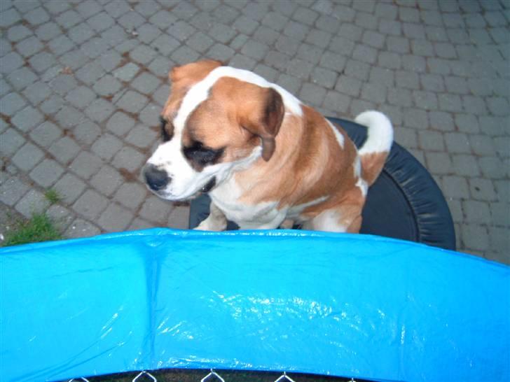 Sankt bernhardshund Thorsen (bie`s zaco) - jeg kigge på når sanne og hendes søster hopper  billede 9