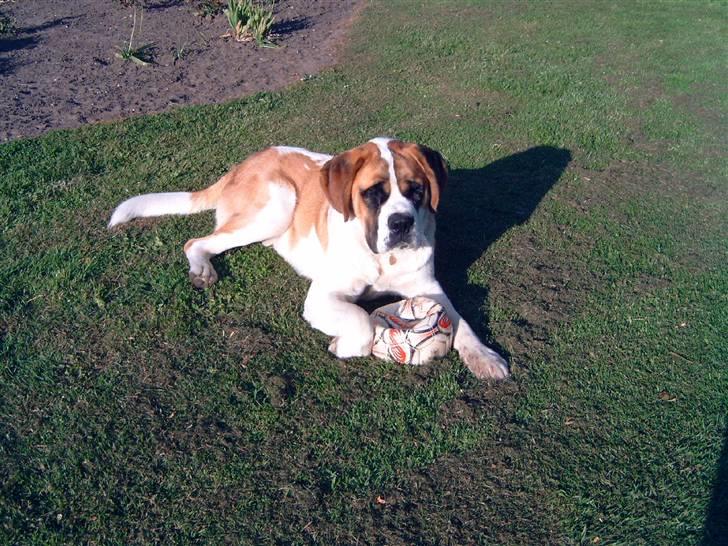 Sankt bernhardshund Thorsen (bie`s zaco) - hovsa jeg kom til at bide i sannes nye lædderfodbold billede 10