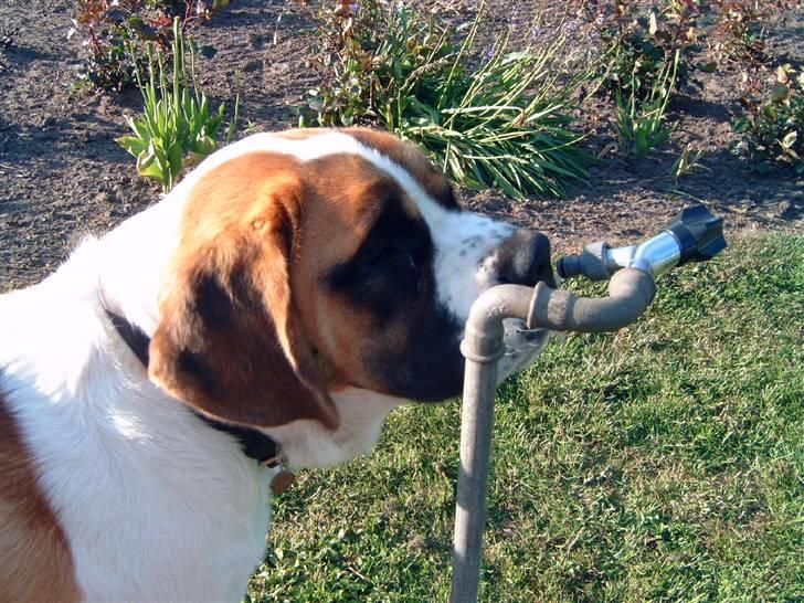 Sankt bernhardshund Thorsen (bie`s zaco) - det er rart med noget friskt vand lige fra hanen billede 11