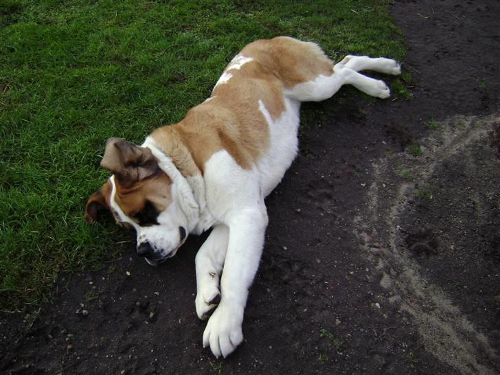 Sankt bernhardshund Thorsen (bie`s zaco) - sååå lang er jeg hehe billede 12