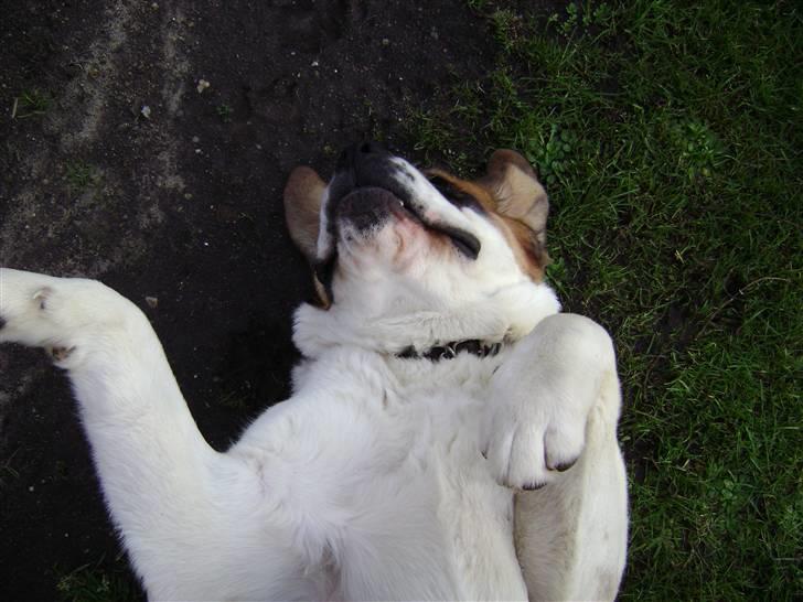 Sankt bernhardshund Thorsen (bie`s zaco) - græsset er dejligt billede 13