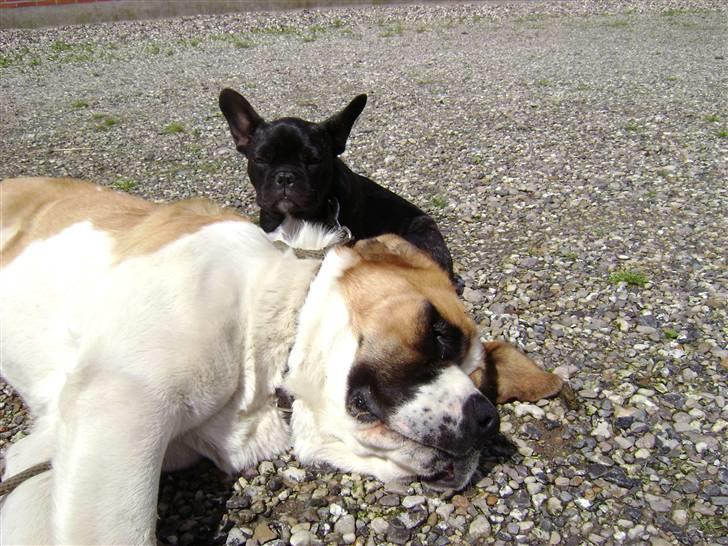 Sankt bernhardshund Thorsen (bie`s zaco) - man bliver skisme træt af at lege med holger en fransk bulldog billede 14