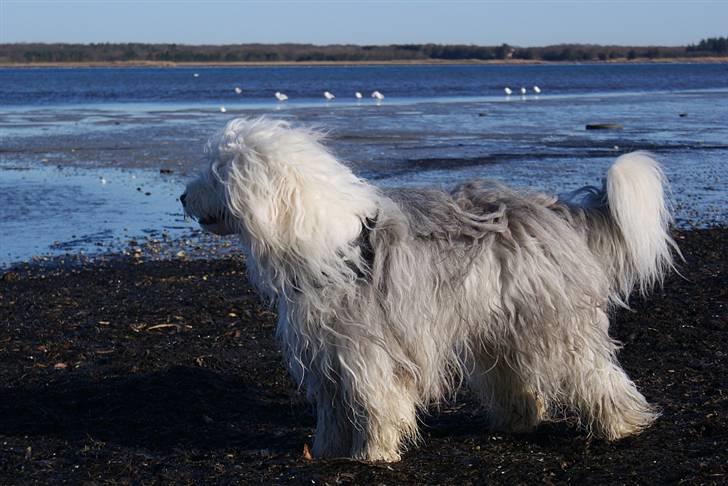 Old english sheepdog Molly billede 14