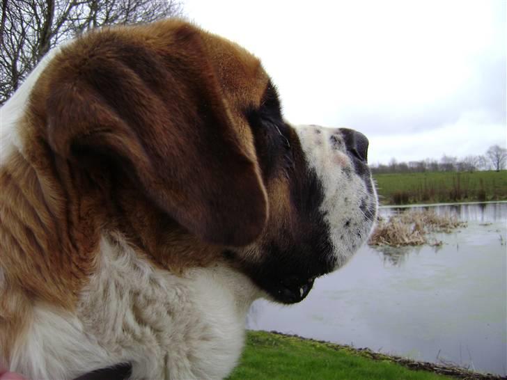 Sankt bernhardshund Thorsen (bie`s zaco) - thorsen sidder foran vores dam  billede 15