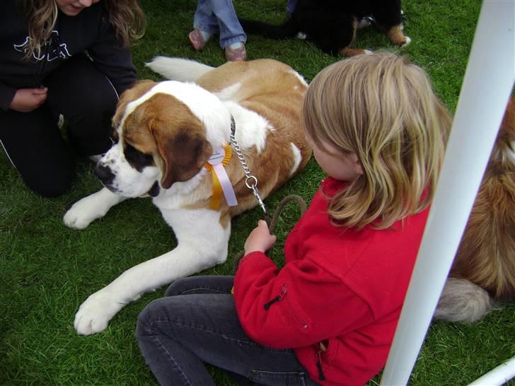 Sankt bernhardshund Thorsen (bie`s zaco) - thorsen til vores andet børnedyreskue billede 16