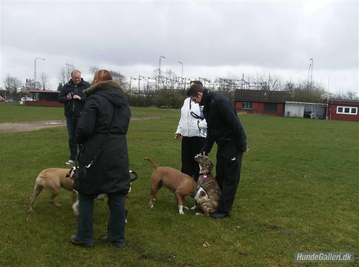 Blanding af racer Diva - Dejlig tur til træf i Horsens billede 9