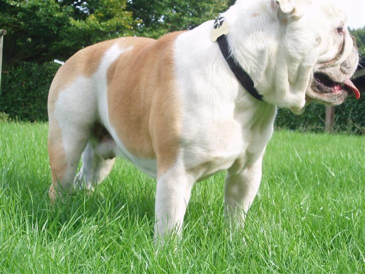Engelsk bulldog Chopie billede 1